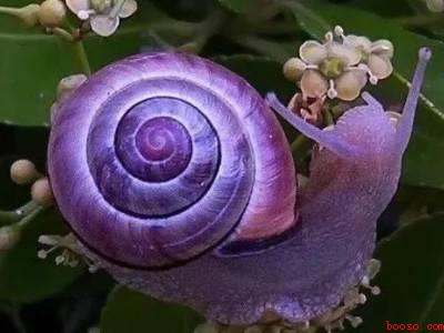 怎样分辨蜗牛有毒