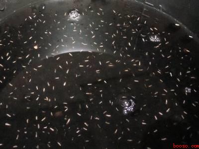 电压力锅煮粽子怎么煮