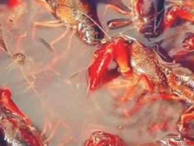 龙虾怎样处理才干净