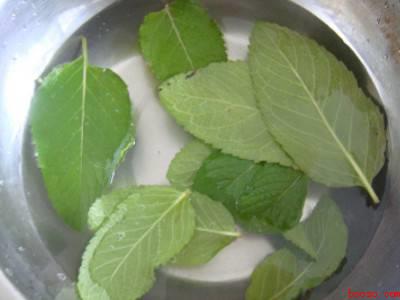 薄荷叶怎么提取汁