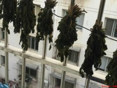 马齿苋如何制干