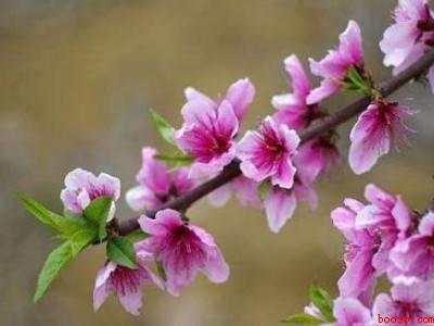 鲜桃花怎样做成干桃花