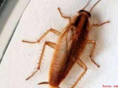 怎么快速简单的消灭蟑螂