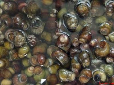 田螺如何清洗干净