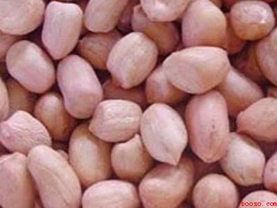 花生生虫子处理小诀窍