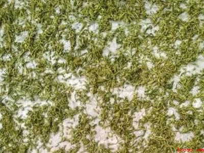 家庭茶叶制作过程步骤