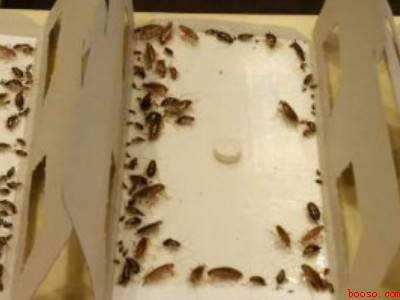 蟑螂怎么能彻底清除
