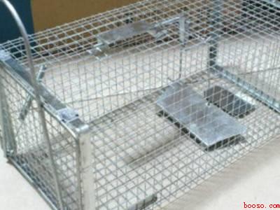 大老鼠怎么能抓住