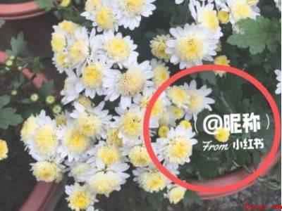 小红书水印在哪里设置（演示机型:Iphone 12）