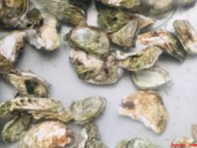 海蛎怎么吃好吃