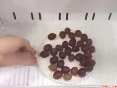 提子皮怎么好剥