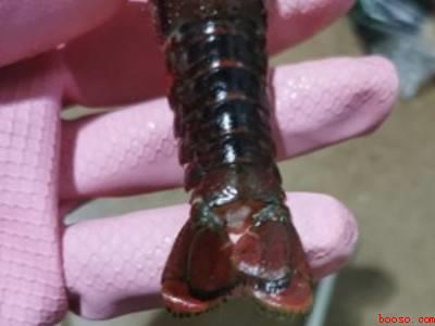 小龙虾线如何快速去除