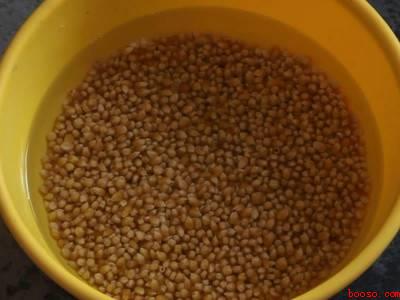 晒干的老玉米粒怎么煮