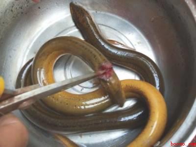 鳝鱼在家怎么杀