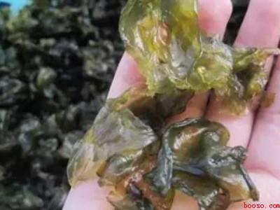 地衣怎么洗能干净快