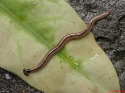 涡虫怎么才能杀死