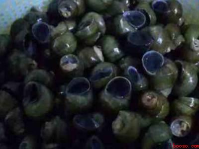 螺蛳怎么剪尾巴妙招