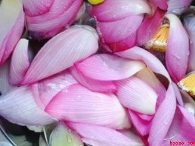 新鲜荷花怎么吃