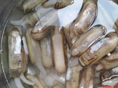 冷冻蛏子怎么处理干净