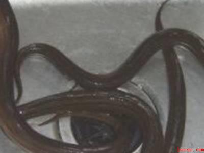 善鱼片红烧怎么做好吃