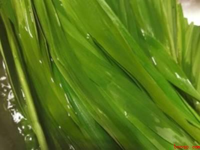 新鲜芦苇叶怎么处理才能包粽子