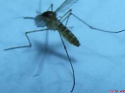 怎么打蚊子