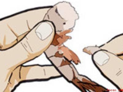 活虾怎么剥出虾仁来