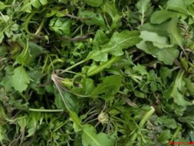 荠菜汤怎么做好吃