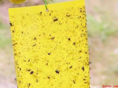 夏天家里很多黑色的小飞虫怎么办