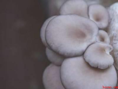 虎杖炒菜怎么吃