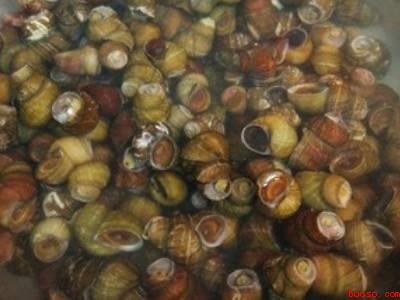 田螺如何清洗干净