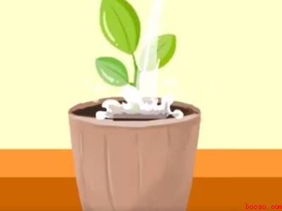 土里肥肥的大白虫怎么消除