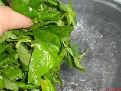 薄荷叶凉拌怎么做