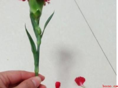 买了一束花怎么保鲜