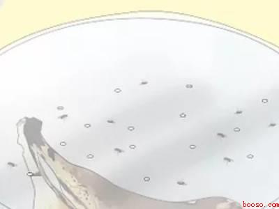 室内果蝇怎么消灭