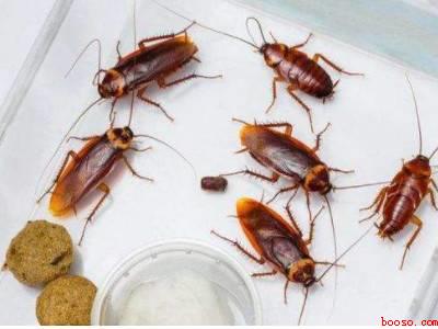 如何消灭家里蟑螂