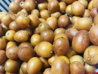 黄皮酒的制作方法