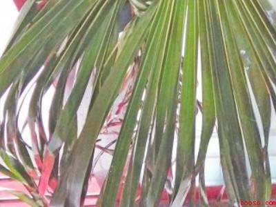 怎样做粽子和包粽子