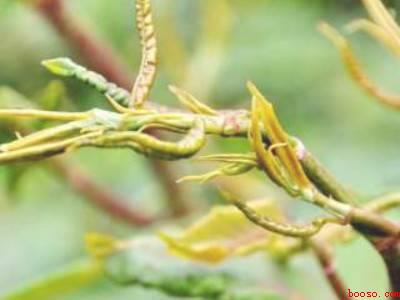 虎杖炒菜怎么吃