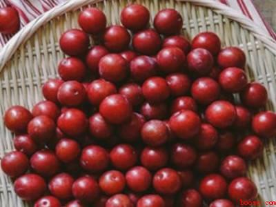 李子酿酒怎么酿