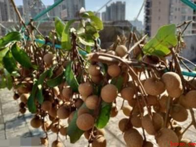 龙眼干怎么晒才好吃