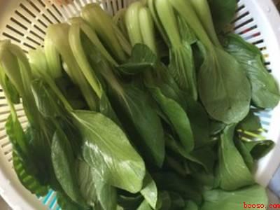 青菜怎么做好吃