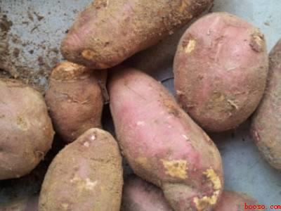 水培红薯的方法和步骤