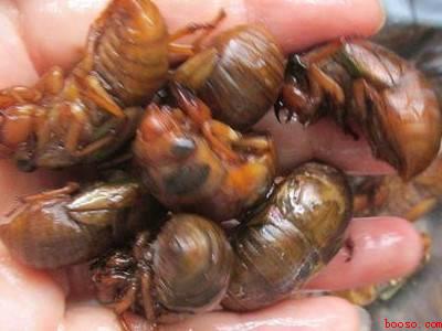 知了猴怎么清洗