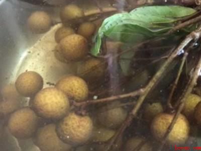 新鲜龙眼可以直接晒干吗