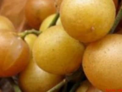 黄皮怎样保存长久