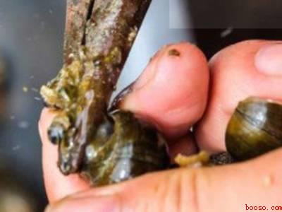 螺蛳怎么剪尾巴妙招