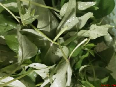 地瓜茎叶怎么做好吃