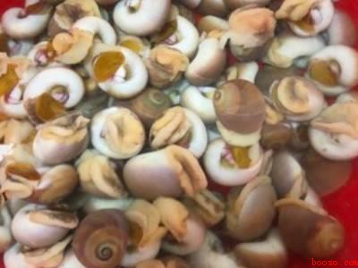 白灼香螺煮几分钟