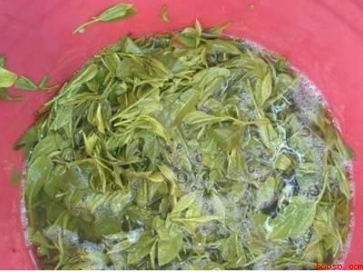 家庭茶叶制作过程步骤
